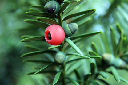 Yew Tree Planting Seeds for Bonsai Creations