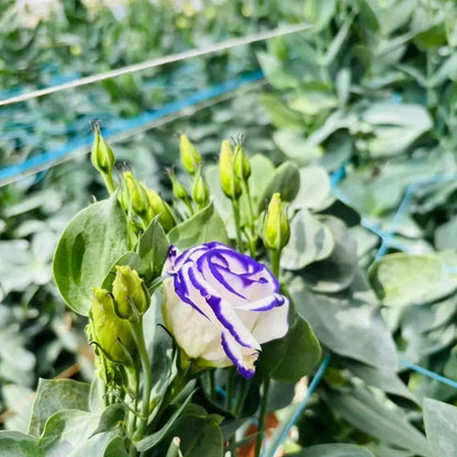 White & Blue Eustoma (Lisianthus) Flower seeds for Planting - Seasonal Bloomer, Heirloom & GMO Free Seeds for Home Garden