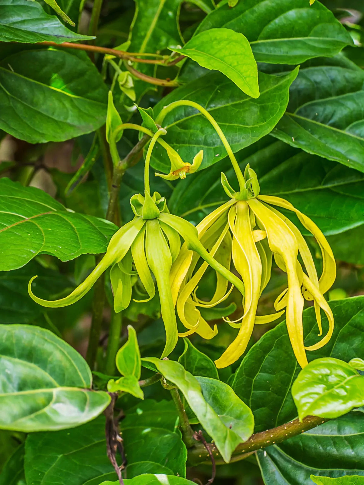 Premium Odorata Flower seeds for Planting Cut Flower Favorite, Heirloom & GMO Free Seeds for Home Garden Sale seeds