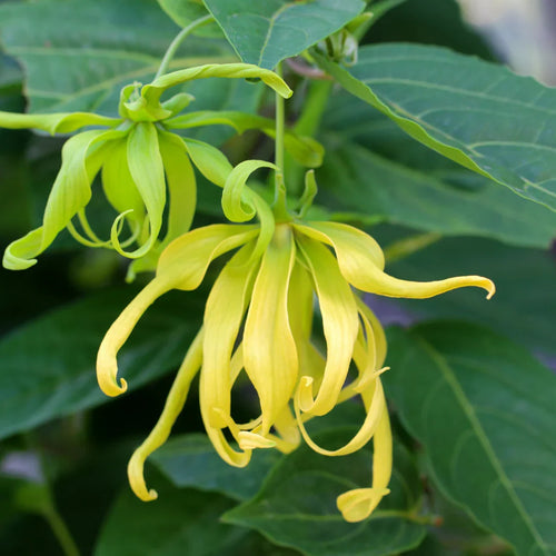 Premium Cananga Odorata Flower seeds for Planting Bright Blooms, Heirloom & GMO Free Seeds for Home Garden seeds