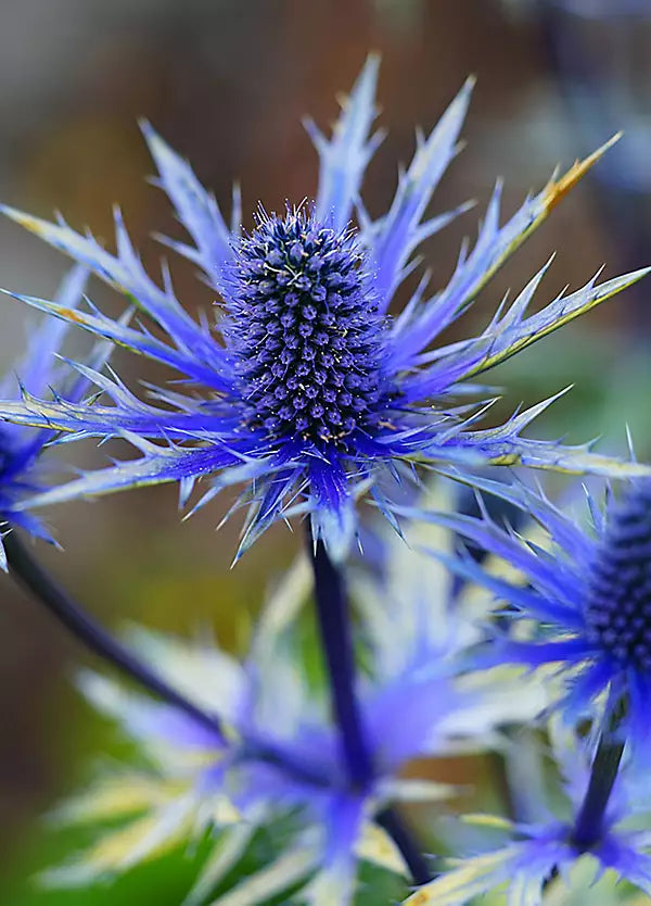 High quality Eryngium Flower seeds for Planting Garden Favorite, Heirloom & GMO Free Seeds for Home Garden seeds pack