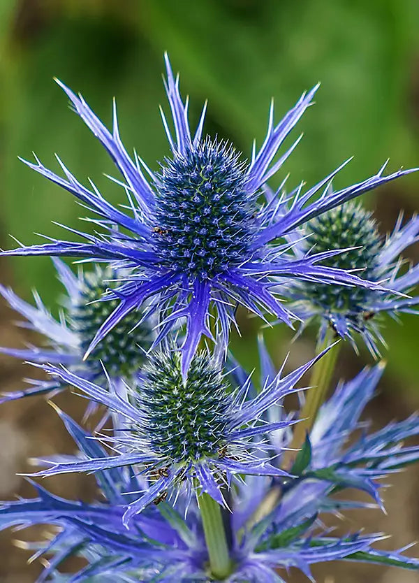 Premium Eryngium Flower seeds for Planting Garden Favorite, Heirloom & GMO Free Seeds for Home Garden seeds