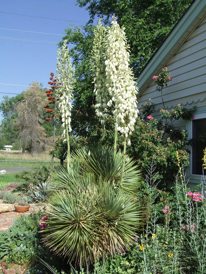 Yucca Thompsoniana Flower seeds for Planting Bright Blooms Heirloom & GMO Free Seeds for Home Garden