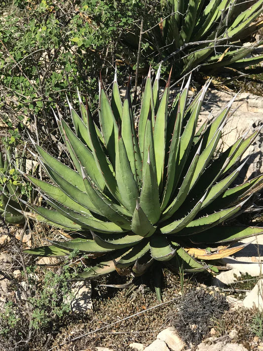Green Agave Kerchovei Flower seeds for Planting - Colorful Display, Heirloom & GMO Free Seeds for Home Garden