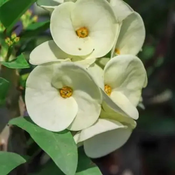 Premium White Euphorbia Milii Flower seeds for Planting Vibrant Colors, Heirloom & GMO Free Seeds for Home Garden seeds