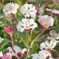 White Pink Zaluzianskya Flower Seeds Flower seeds for Planting Vibrant Colors, Heirloom & GMO Free Seeds for Home Garden seeds for planting
