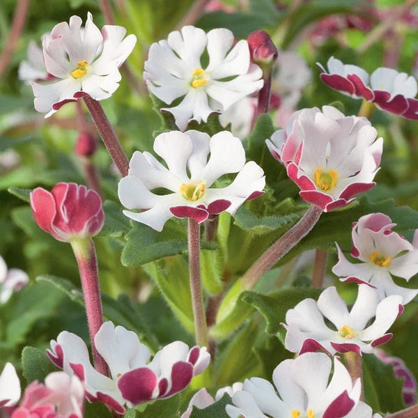 White Pink Zaluzianskya Flower Seeds Flower seeds for Planting Vibrant Colors, Heirloom & GMO Free Seeds for Home Garden seeds for planting