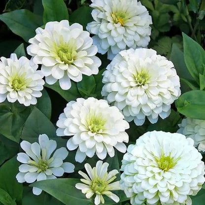 Heirloom White Zinnia Salmon Flower seeds for Planting Vibrant Colors Heirloom & GMO Free Seeds for Home Garden