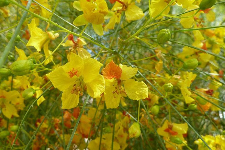 Parkinsonia Aculeata Flower seeds for Planting Pollinator Friendly Heirloom & GMO Free Seeds for Home Garden