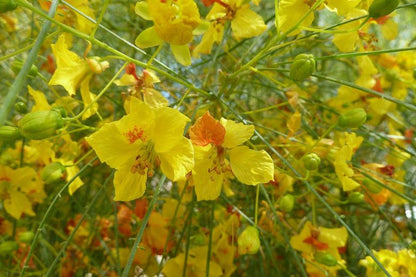 Parkinsonia Aculeata Flower seeds for Planting Pollinator Friendly Heirloom & GMO Free Seeds for Home Garden