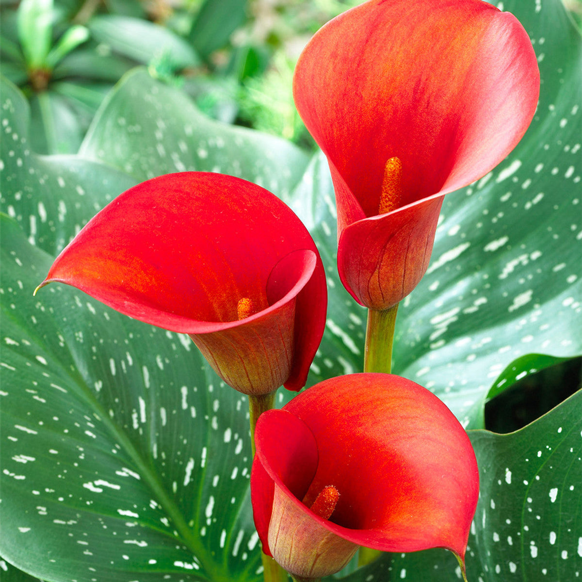 Heirloom (Heirloom Zantedeschia) seeds for planting in home garden