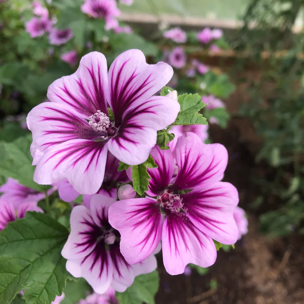 Malva Flower seeds for Planting Seasonal Bloomer, Heirloom & GMO Free Seeds for Home Garden seeds for planting