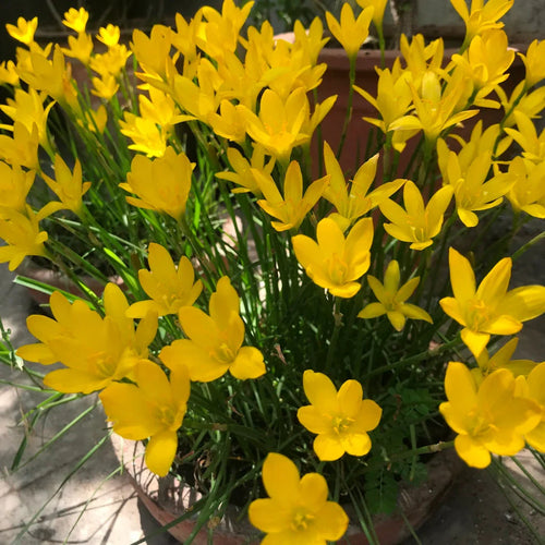 Premium Balsamine Yellow Flower seeds for Planting Perfect for Borders, Heirloom & GMO Free Seeds for Home Garden seeds
