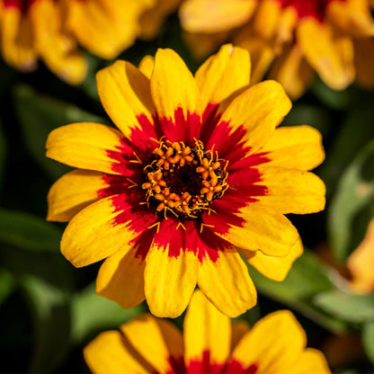 Zinnia Profusion Flower seeds for Planting Seasonal Bloomer Heirloom & GMO Free Seeds for Home Garden