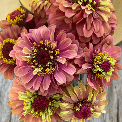 Queeny Lime Red Zinnia Flower seeds for Planting Shade Tolerant Heirloom & GMO Free Seeds for Home Garden