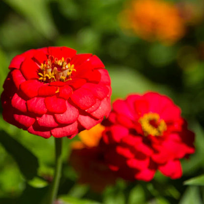 Brown Red Zinnia Flower seeds for Planting Shade Tolerant Heirloom & GMO Free Seeds for Home Garden