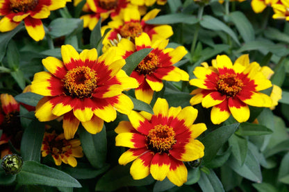 Zinnia Profusion Flower seeds for Planting Seasonal Bloomer Heirloom & GMO Free Seeds for Home Garden