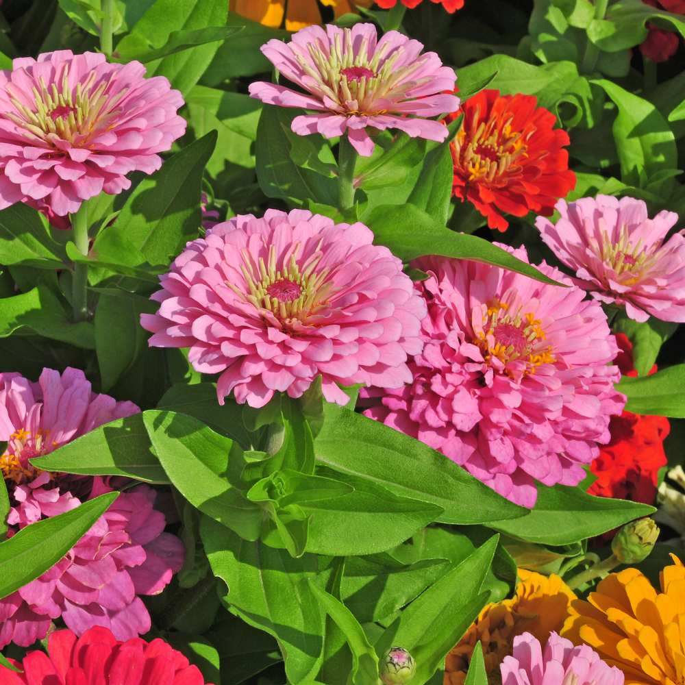 Zinnia Flower seeds for Planting Perfect for Borders, Heirloom & GMO Free Seeds for Home Garden vegetable and garden seeds