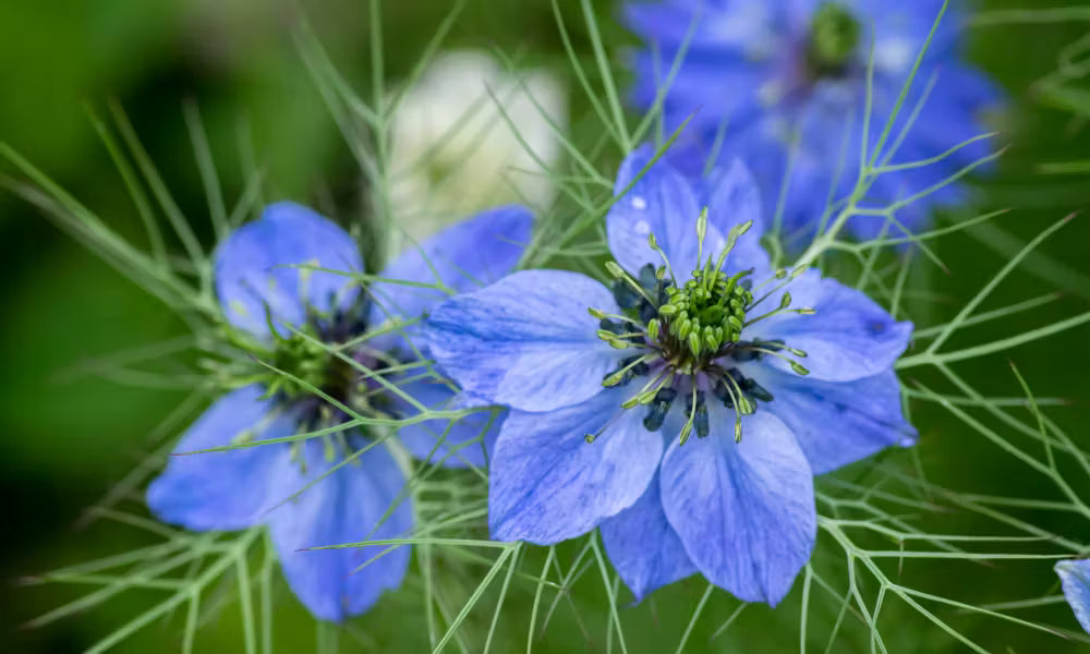 Heirloom Nigella Damascus Flower seeds for Planting Bright Blooms Heirloom & GMO Free Seeds for Home Garden