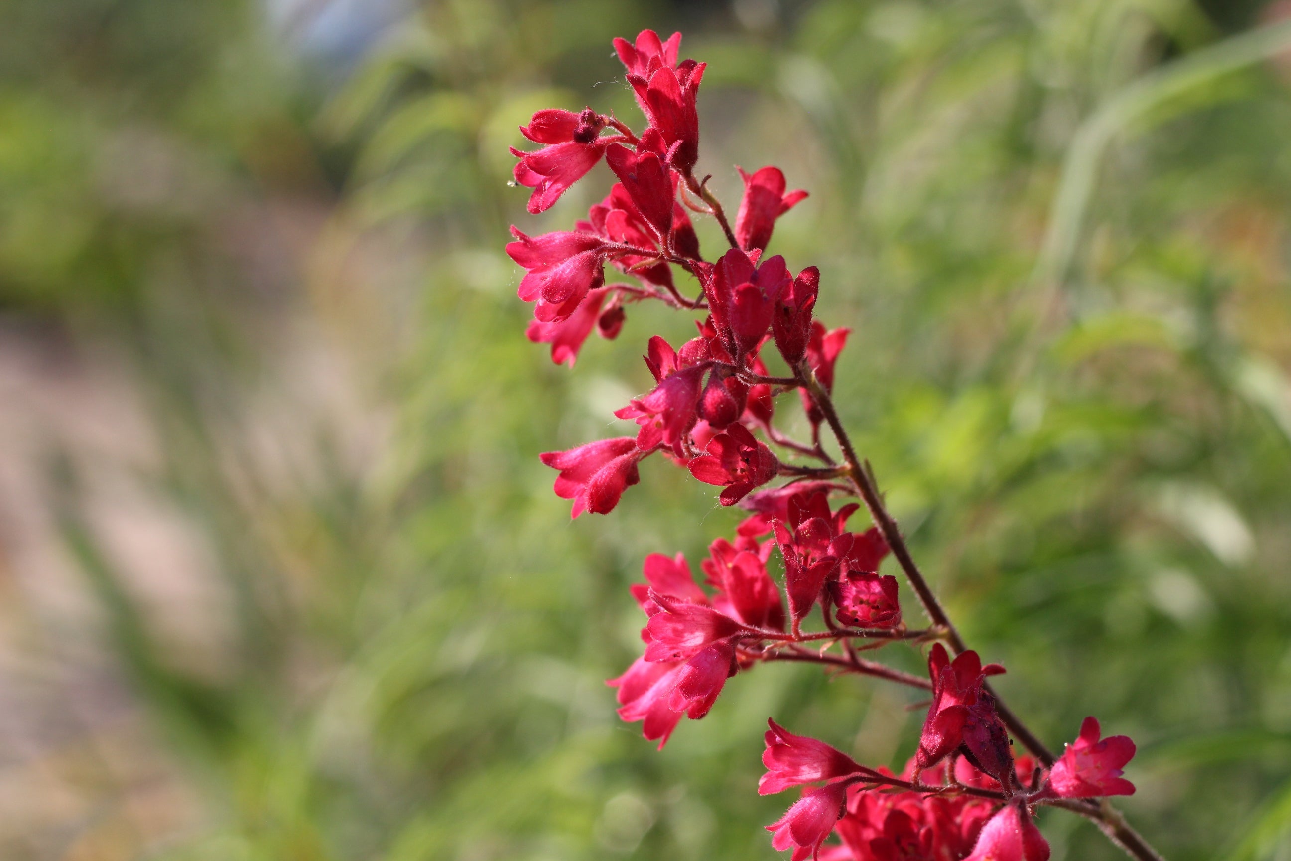 Premium Red Coral Bells Flower seeds for Planting Pollinator Friendly, Heirloom & GMO Free Seeds for Home Garden seeds