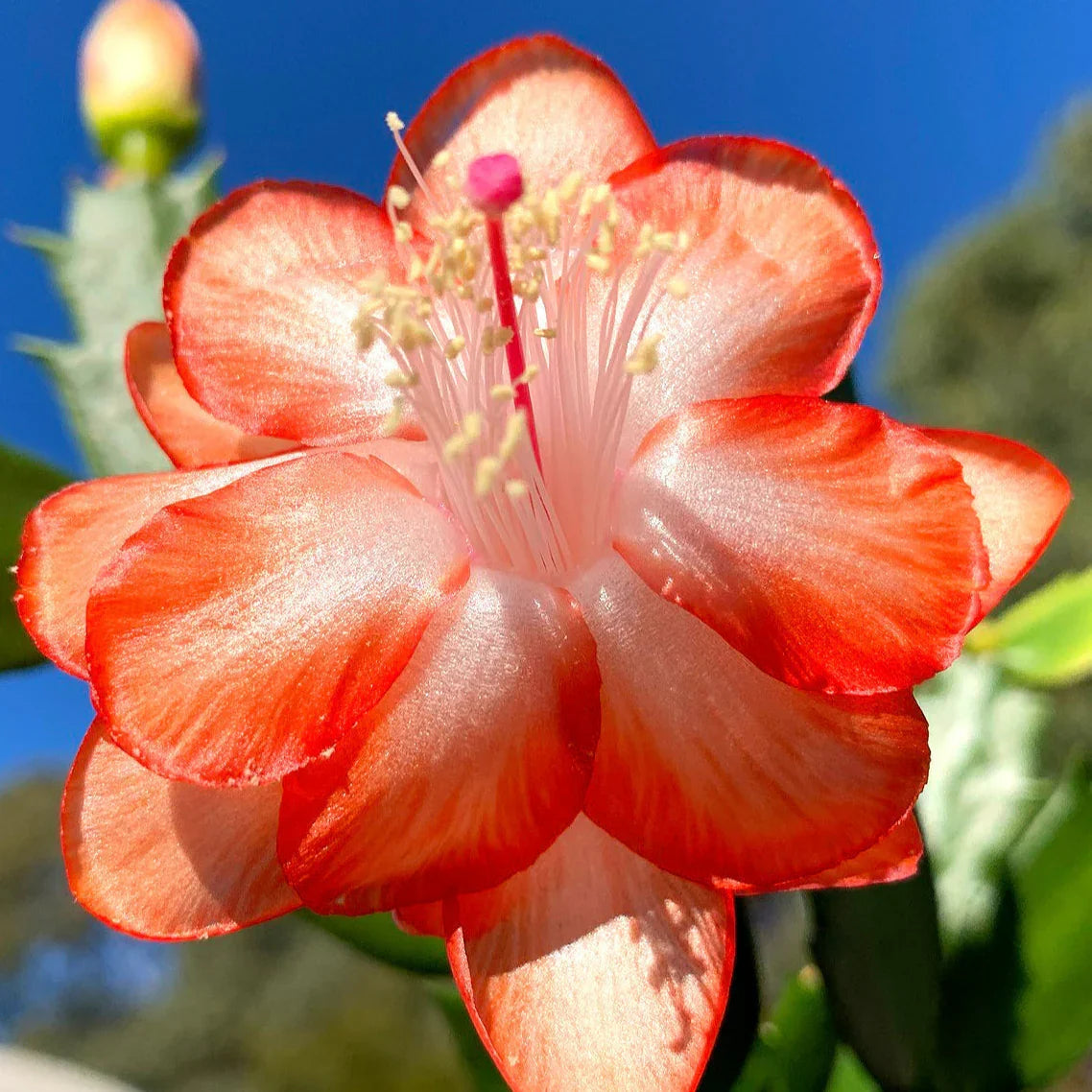 Orange Schlumbergera Flower seeds for Planting Colorful Display, Heirloom & GMO Free Seeds for Home Garden vegetable and garden seeds