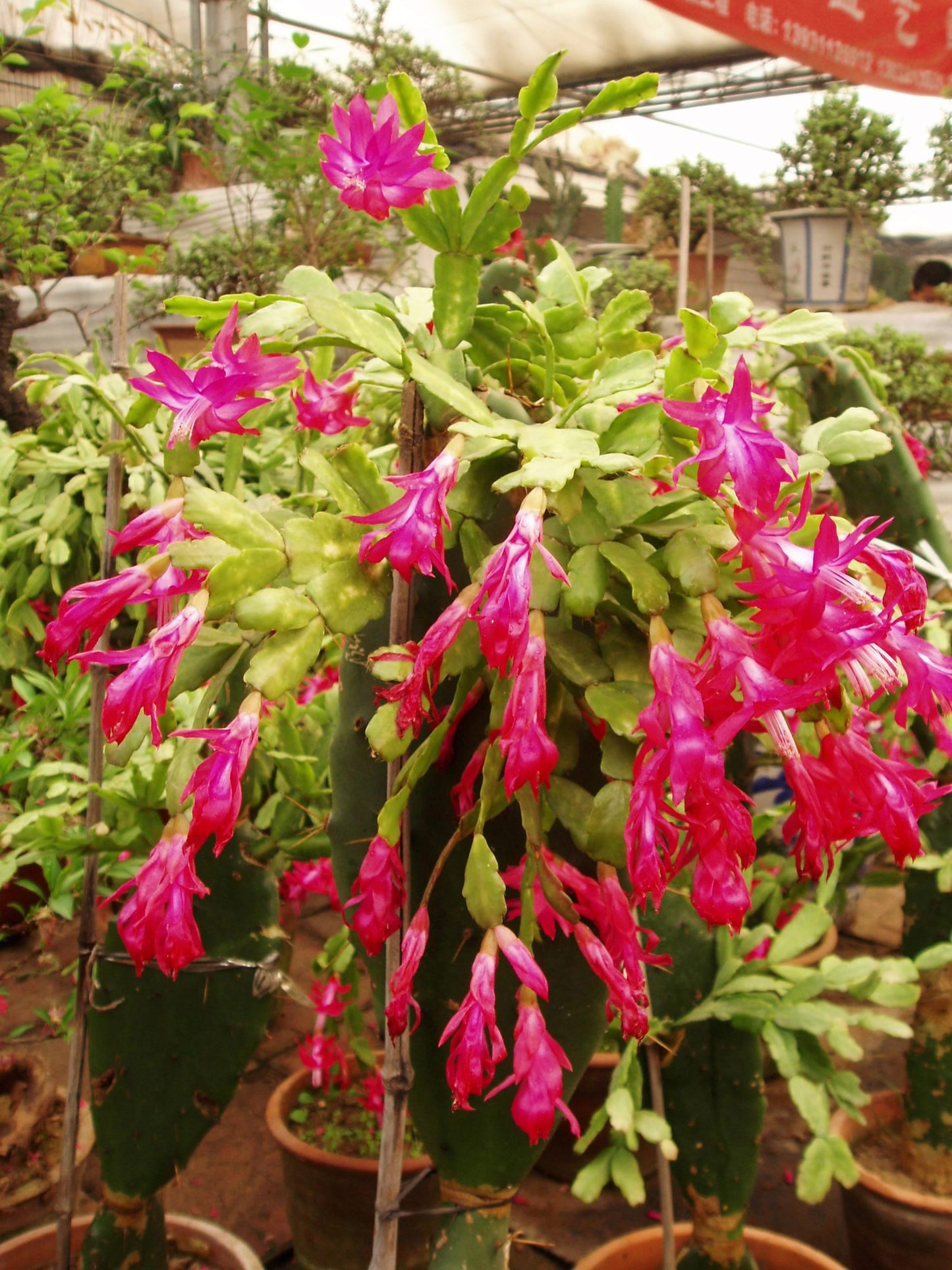 Schlumbergera Flower seeds for Planting Long Bloom Season Heirloom & GMO Free Seeds for Home Garden
