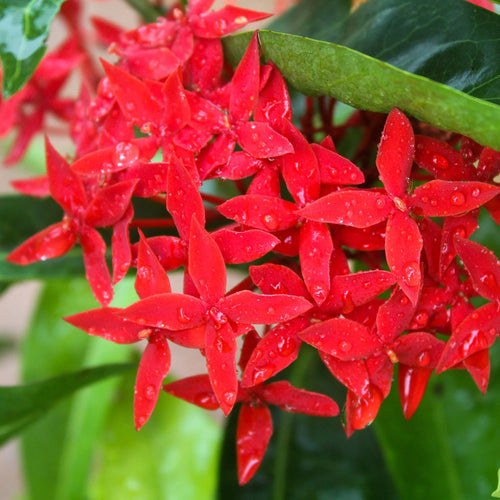Premium Coccinea Flower seeds for Planting Low Maintenance, Heirloom & GMO Free Seeds for Home Garden seeds