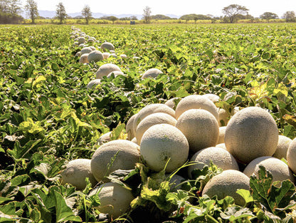 Cantaloupe Melon Seeds for Planting - Green and White Variety