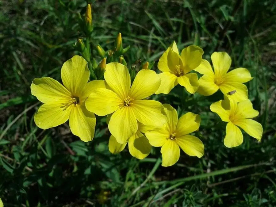 Yellow Linum Flavum Flower seeds for Planting Shade Tolerant, Heirloom & GMO Free Seeds for Home Garden vegetable and garden seeds