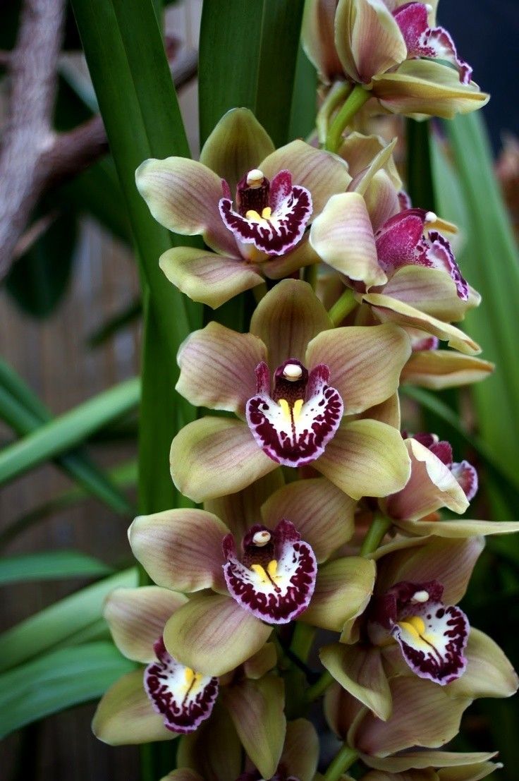 Mixed Cymbidium Orchid Flower seeds for Planting Colorful Display, Heirloom & GMO Free Seeds for Home Garden vegetable and garden seeds