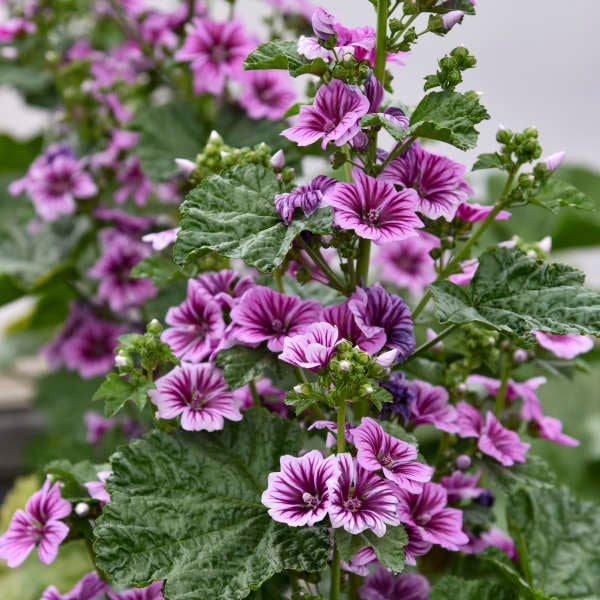 Malva Flower seeds for Planting Seasonal Bloomer, Heirloom & GMO Free Seeds for Home Garden vegetable and garden seeds