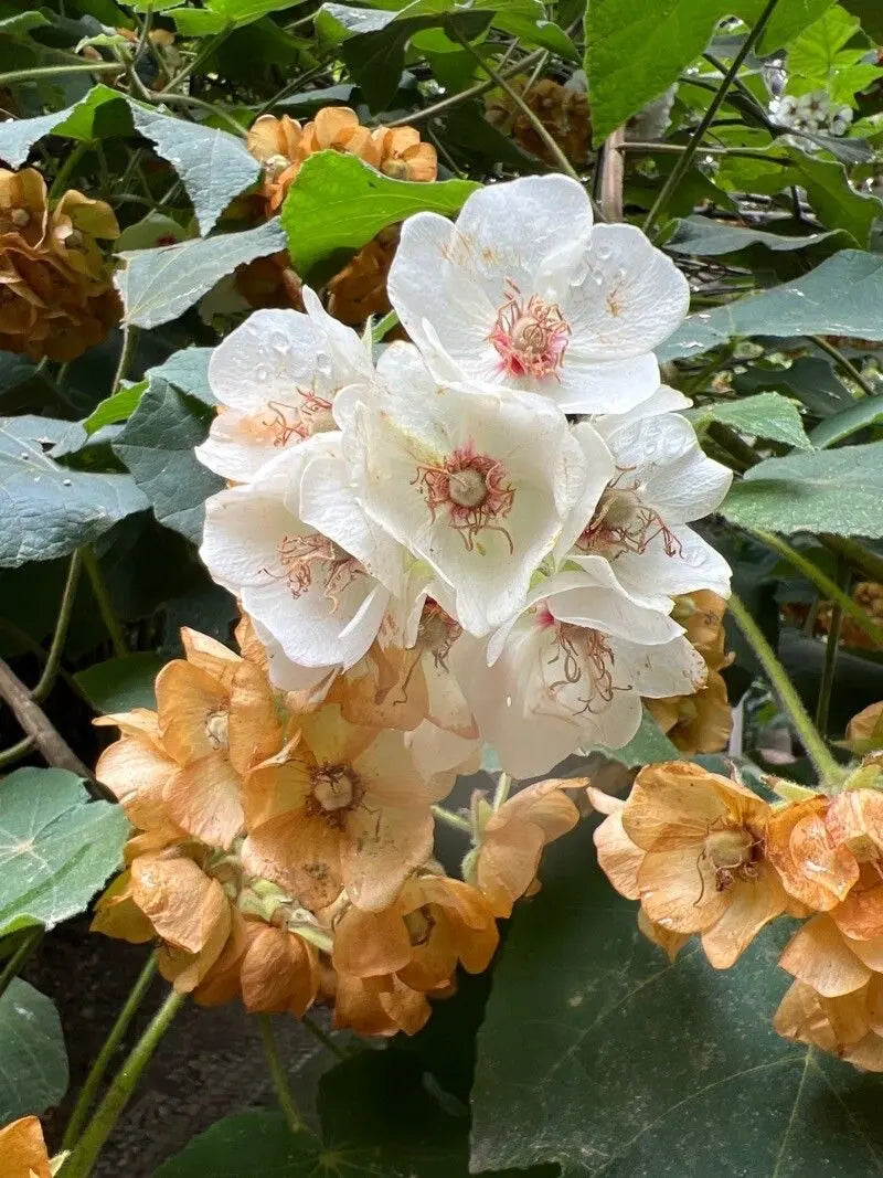 Dombeya Bourgassiae Flower seeds for Planting Long Bloom Season Heirloom & GMO Free Seeds for Home Garden