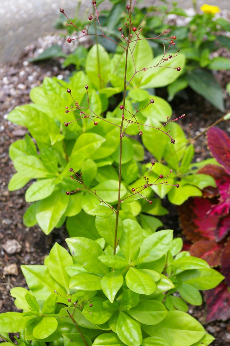 Premium Talinum Paniculatum Flower seeds for Planting Drought Tolerant, Heirloom & GMO Free Seeds for Home Garden Sale seeds