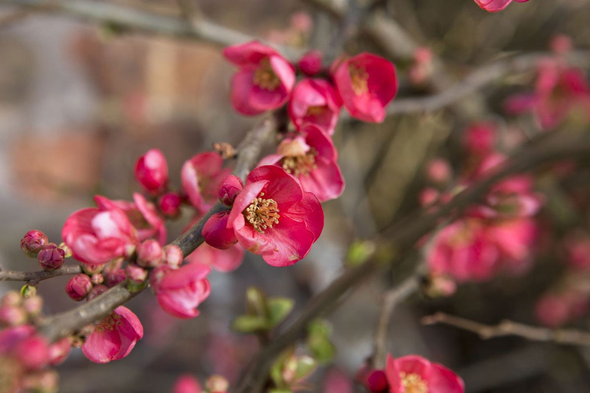 Heirloom Quince Chaenomeles Flower seeds for Planting Cut Flower Favorite Heirloom & GMO Free Seeds for Home Garden