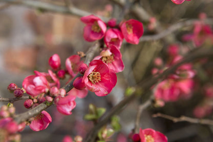 Heirloom Quince Chaenomeles Flower seeds for Planting Cut Flower Favorite Heirloom & GMO Free Seeds for Home Garden