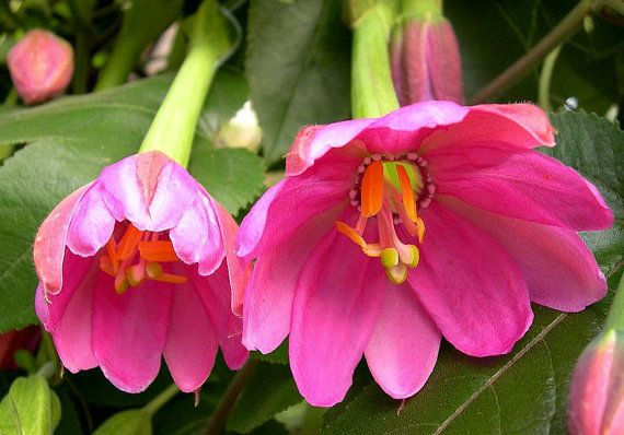 Premium Pink Mollissima Flower seeds for Planting Premium Quality, Heirloom & GMO Free Seeds for Home Garden seeds