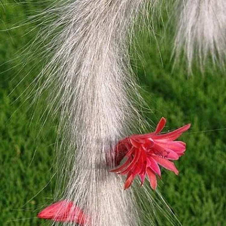 Monkey Tail Flower seeds for Planting Premium Quality, Heirloom & GMO Free Seeds for Home Garden vegetable and garden seeds