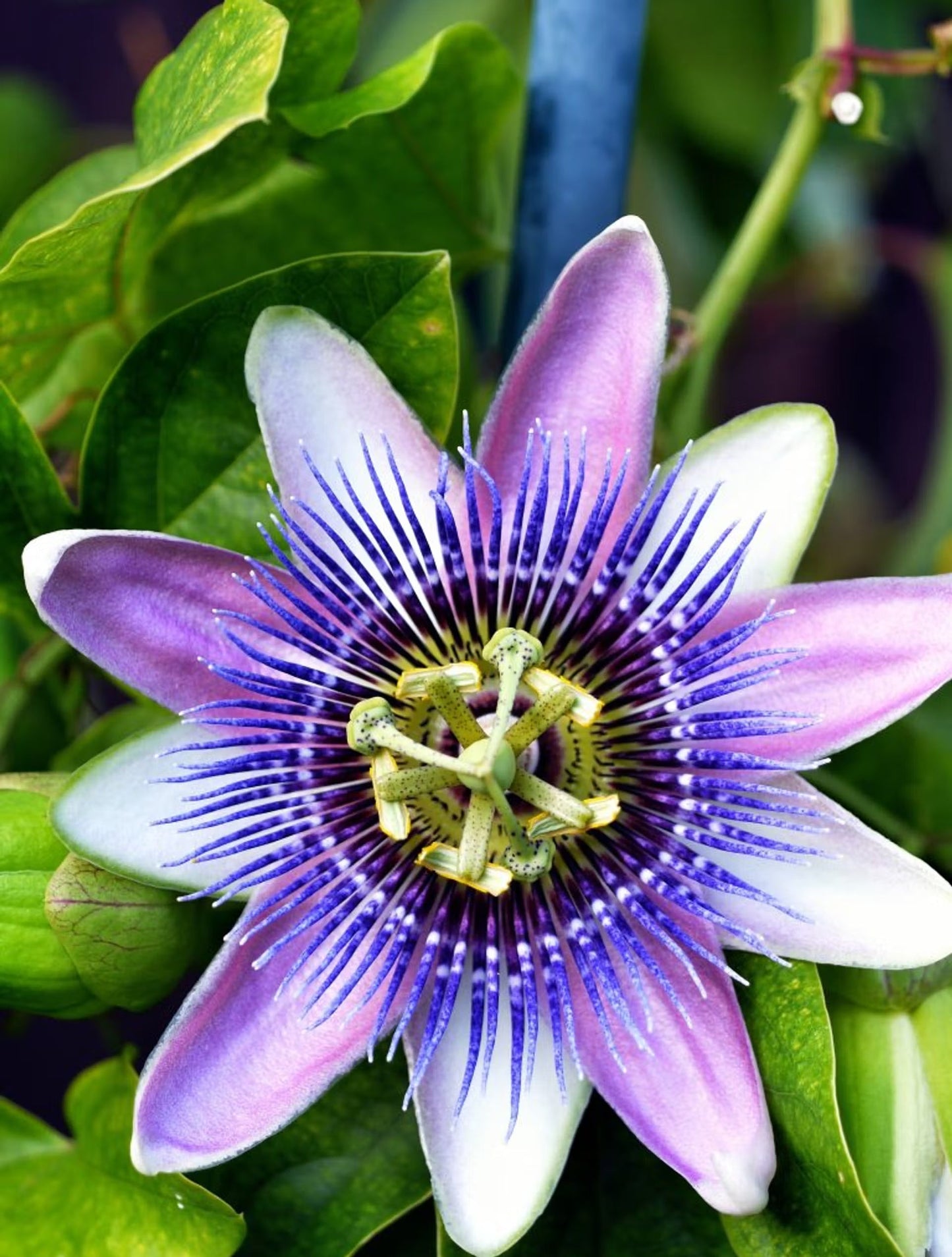 Passion Flower seeds for Planting Long Bloom Season Heirloom & GMO Free Seeds for Home Garden
