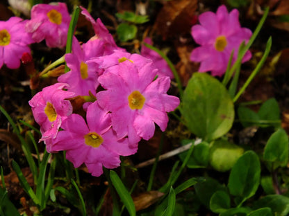 Himalayan Primrose Flower seeds for Planting Premium Quality Heirloom & GMO Free Seeds for Home Garden
