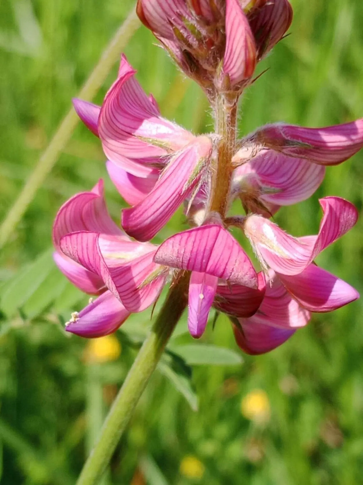 Onobrychis Viciifolia Flower seeds for Planting Sun Loving Heirloom & GMO Free Seeds for Home Garden