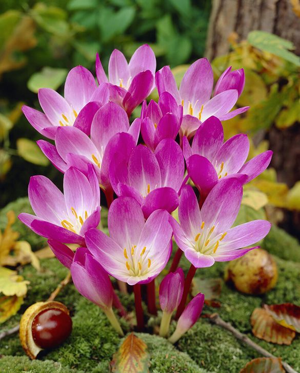 High quality Light Pink Crocus Flower seeds for Planting Premium Quality, Heirloom & GMO Free Seeds for Home Garden seeds pack