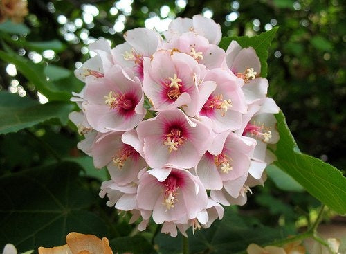 Dombeya Burgessiae Flower seeds for Planting Low Maintenance, Heirloom & GMO Free Seeds for Home Garden vegetable and garden seeds