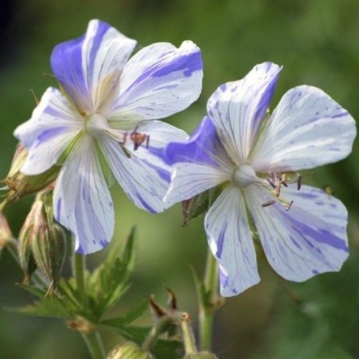 Premium Violet & White Geraniums Flower seeds for Planting Bright Blooms, Heirloom & GMO Free Seeds for Home Garden seeds