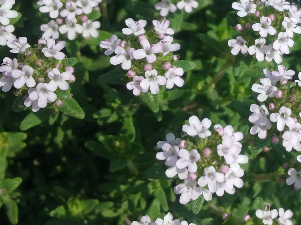 Green Thymus Serpyllum Flower seeds for Planting - Seasonal Bloomer, Heirloom & GMO Free Seeds for Home Garden