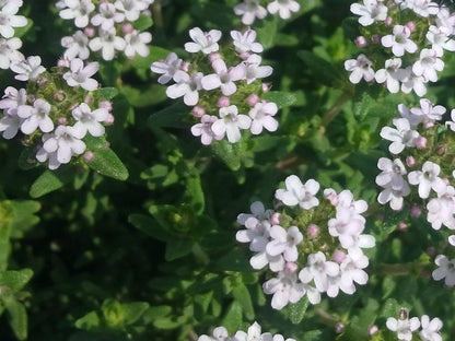 Green Thymus Serpyllum Flower seeds for Planting - Seasonal Bloomer, Heirloom & GMO Free Seeds for Home Garden