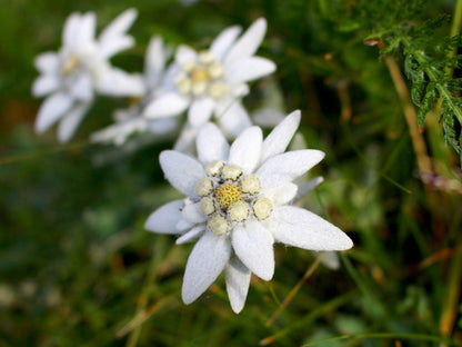 Edelweiss Flower seeds for Planting Hardy Variety Heirloom & GMO Free Seeds for Home Garden
