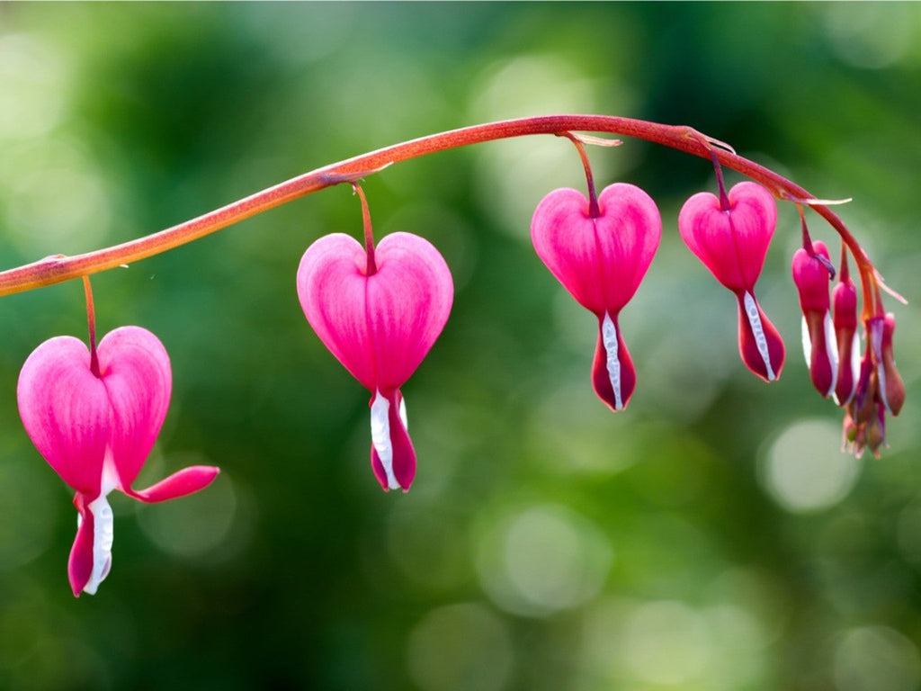 Red Bleeding Heart Flower seeds for Planting Sun Loving, Heirloom & GMO Free Seeds for Home Garden vegetable and garden seeds