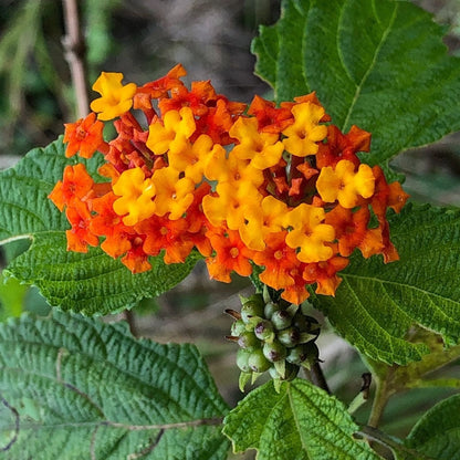 Lantana Camara Flower seeds for Planting Cut Flower Favorite Heirloom & GMO Free Seeds for Home Garden