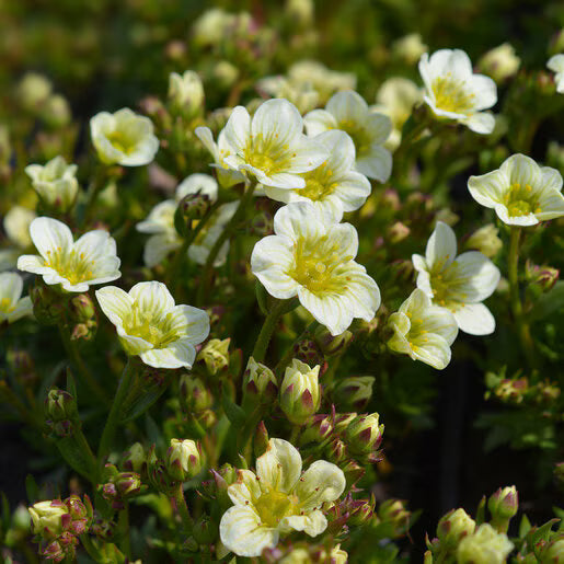 High quality White Blush Saxifraga Flower seeds for Planting Seasonal Bloomer, Heirloom & GMO Free Seeds for Home Garden seeds pack