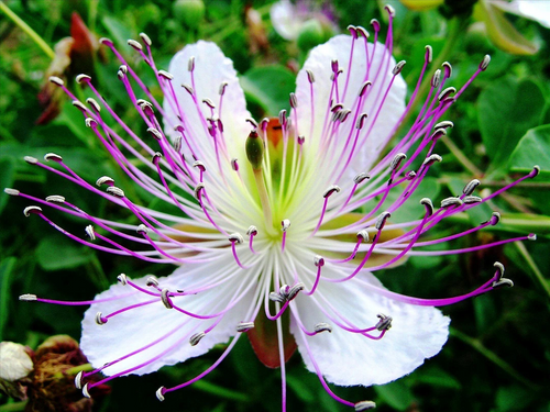 Premium Caper Flower seeds for Planting Premium Quality, Heirloom & GMO Free Seeds for Home Garden seeds